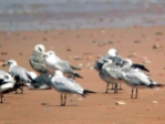 rGulls.jpg